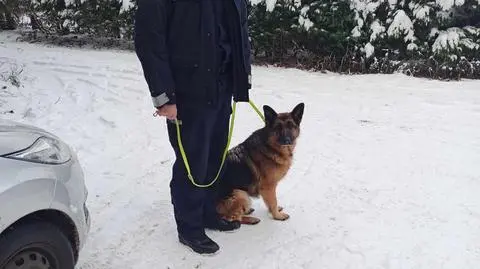 Psy zostały złapane przez policjantów