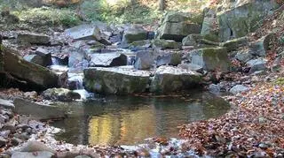 Wieprzówka w Praciakach