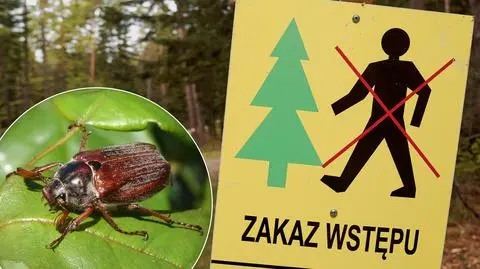 Zakaz wstępu do lasu. Powodem groźny owad