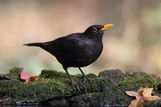 Kos (Turdus merula)
