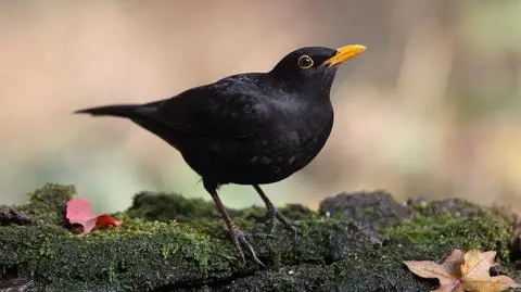 Kos (Turdus merula)