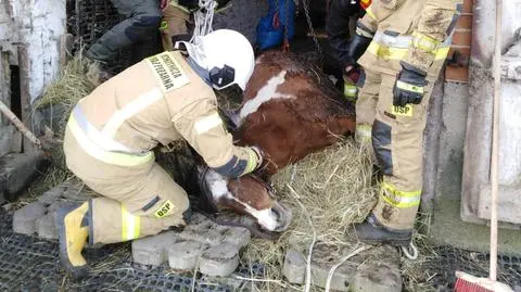 Koń wpadł do szamba. Pomogli strażacy