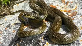 Hierophis viridiflavus - zdj. ilustracyjne