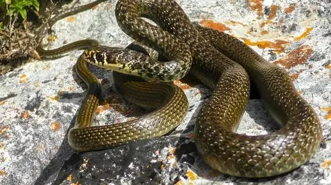 Hierophis viridiflavus - zdj. ilustracyjne
