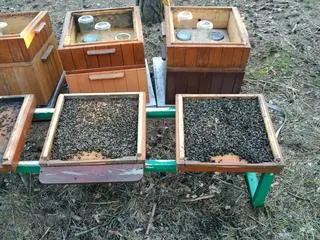 Pszczelarz stracił ponad 400 tysięcy pszczół