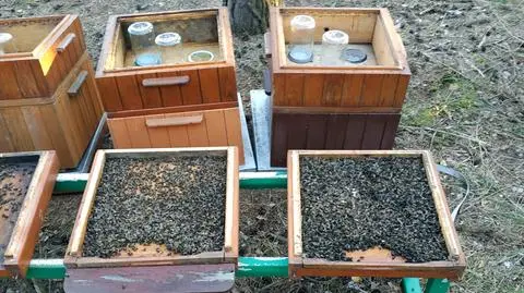 Pszczelarz stracił ponad 400 tysięcy pszczół