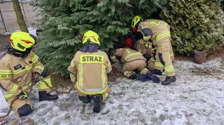 Koty wpadły do studni. Uratowali je strażacy