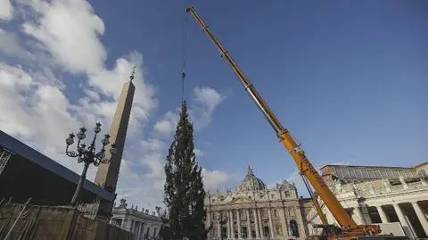 Na placu Świętego Piotra stanęła choinka