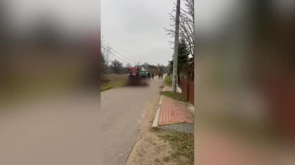 żubr