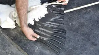 Ktoś podcina i wyrywa lotki bocianom