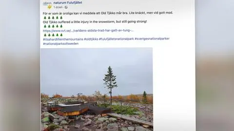 Najstarsze drzewo świata straciło wierzchołek