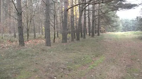 Podejrzany pokazał miejsce, gdzie znalazł żubra