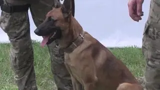 Policjanci z psami sprawdzili sceny 23. Przystanku Woodstock