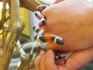 Gad znalazł się w łazience u sąsiadów