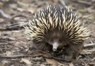Kolczatka australijska (Tachyglossus aculeatus) - zdj. ilustracyjne