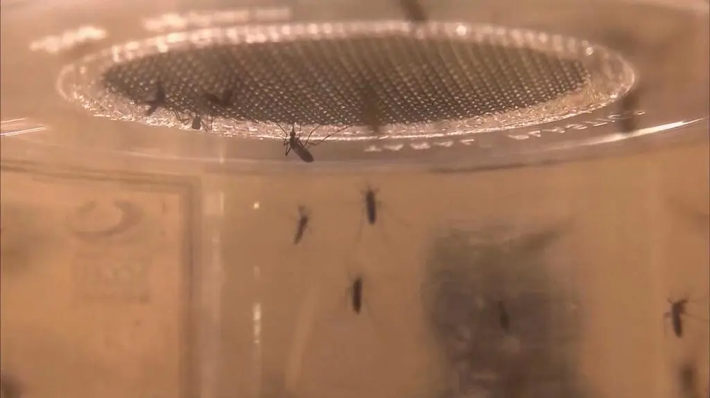 Wirus Zika coraz groźniejszy 