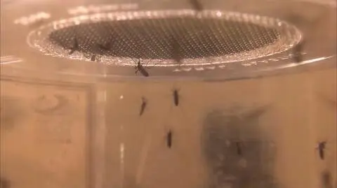 Wirus Zika coraz groźniejszy 