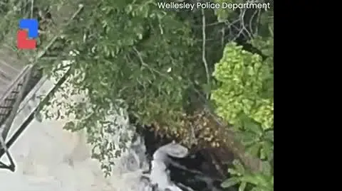 PIES_VIDEO_PION_1409