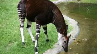 Tajemnicze okapi przyjadą do Wrocławia jesienią