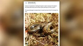 Gatunek węża nazwany imieniem Harrisona Forda - Tachymenoides harrisonfordi