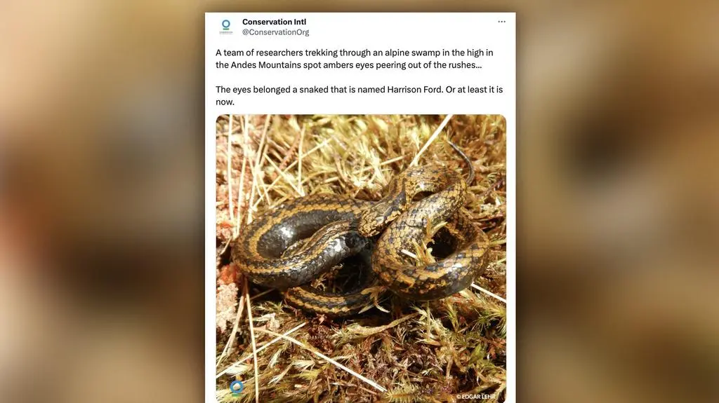Gatunek węża nazwany imieniem Harrisona Forda - Tachymenoides harrisonfordi