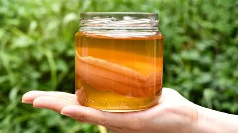 kombucha--shutterstock_1141618616