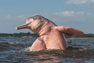 Inia amazońska (Inia geoffrensis) - zdj. poglądowe