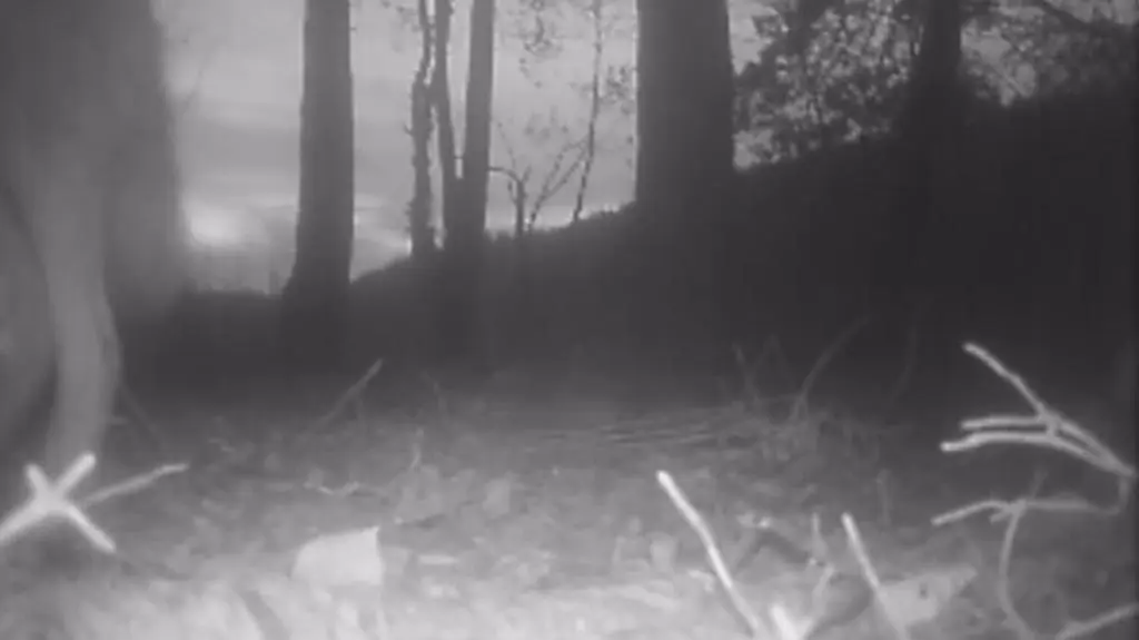 Wilk atakuje fotopułapkę