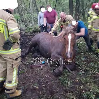 Koń ugrzązł w bagnie