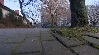 Korzenie drzew podważają niektóre kostki brukowe