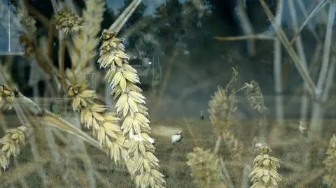 "Będziemy mieć do czynienia z wysychającą, ale też z podtopioną Polską"