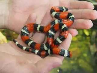 Wąż uciekł z terrarium