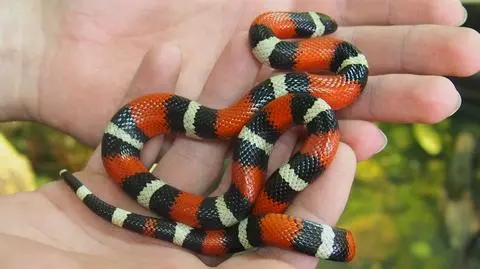 Wąż uciekł z terrarium