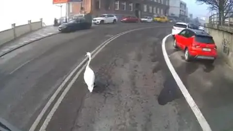 Spacerował między samochodami. Łabędzia nagrał jeden z kierowców