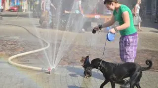 Czworonogi też są fanami zimnej wody w upalne dni 