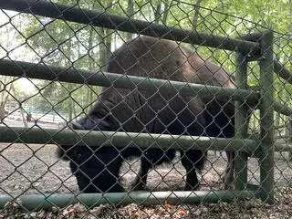 Bizon z poznańskiego zoo