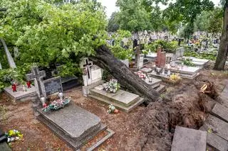 Powalone drzewa zniszczyły również płyty chodnikowe