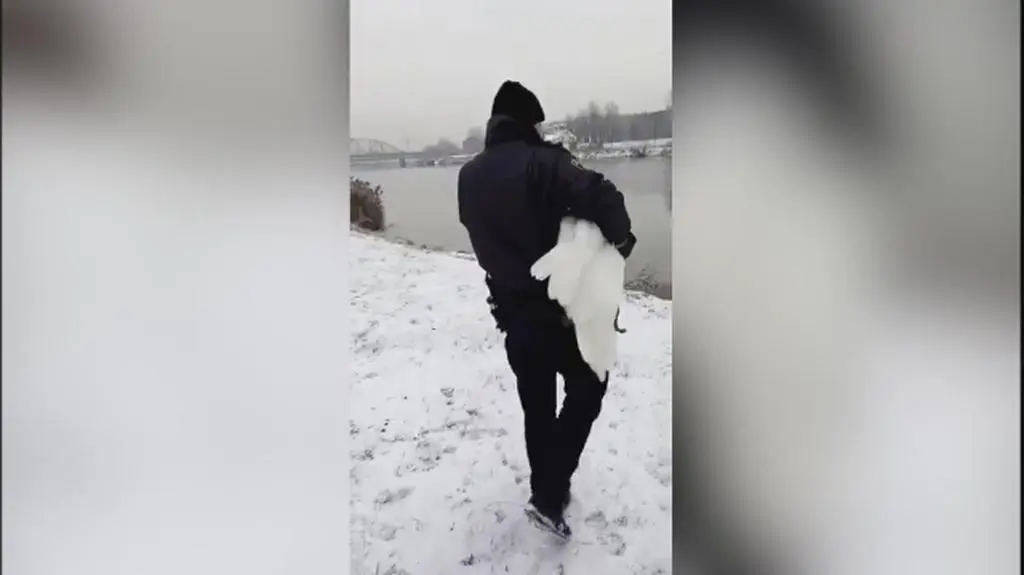 Strażnicy uratowali łabędzia