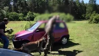 Mężczyzna uciekł razem z pumą do lasu