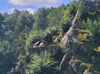 Lew nad zaporą w Złotnikach