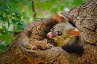 Kitanka lisia (Trichosurus vulpecula)
