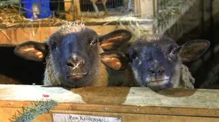 Żywa szopka w Świnach koło Koluszek