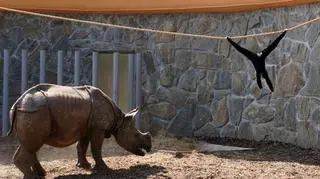 Czapniki mogą się bujać nad wybiegiem nosorożców 