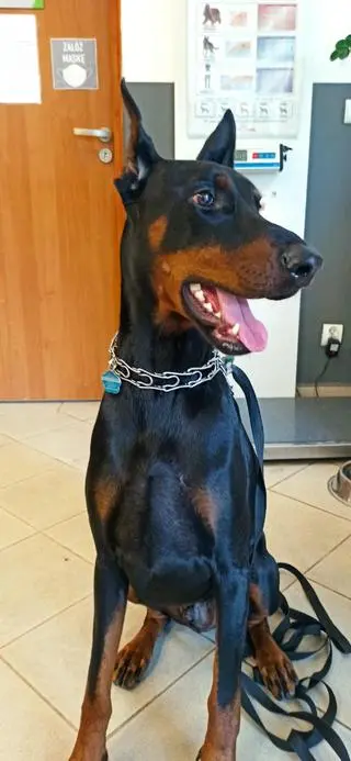 Doberman Tim