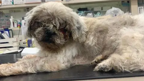 Właściciele mieli widzieć stan psa i polewać mu oczy wodą utlenioną