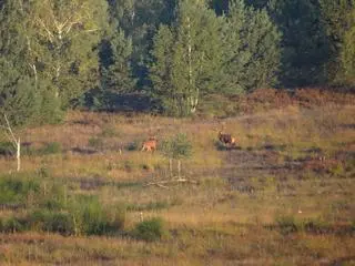 Rykowisko jeleni