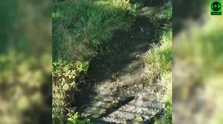 Zanieczyszczenie rzeki Ślęża Mała