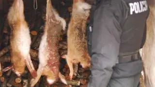 W tym dwie sarny, koziołka i  kilka zajęcy