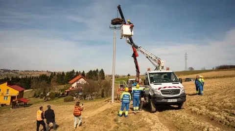 Spadające gałęzie powodowały przerwy w dostawach prądu. Energetycy przenieśli gniazdo bocianów