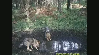 Wilki w fotopułapce nadleśnictwa Antonin